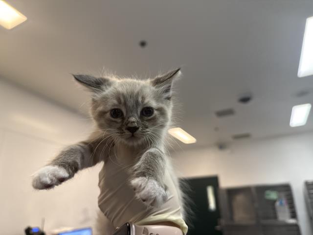 Adoptable Cat