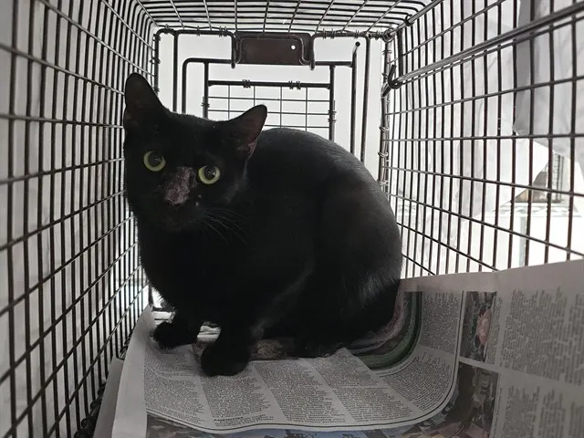 Adoptable Cat