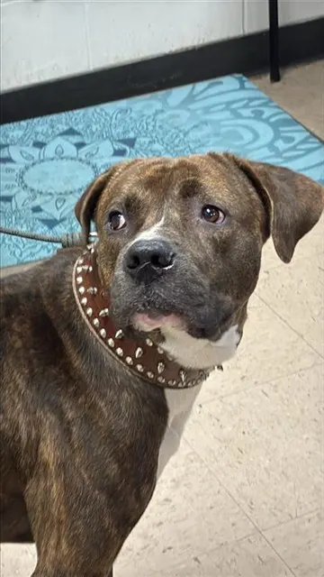 Adoptable Dog