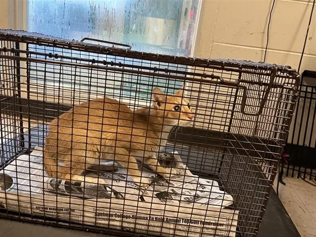 Adoptable Cat
