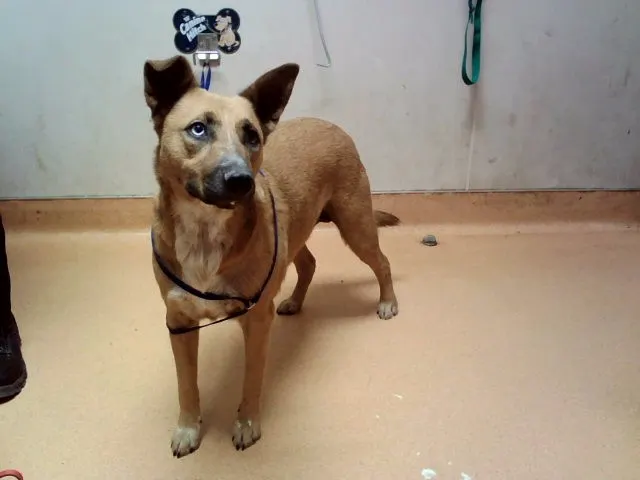 Roxie
