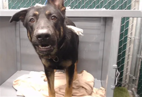 Adoptable Dog