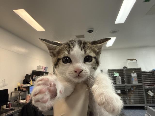 Adoptable Cat
