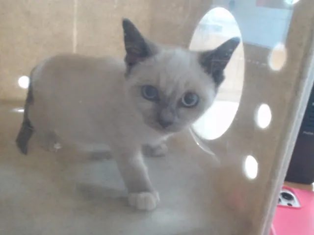 Adoptable Cat
