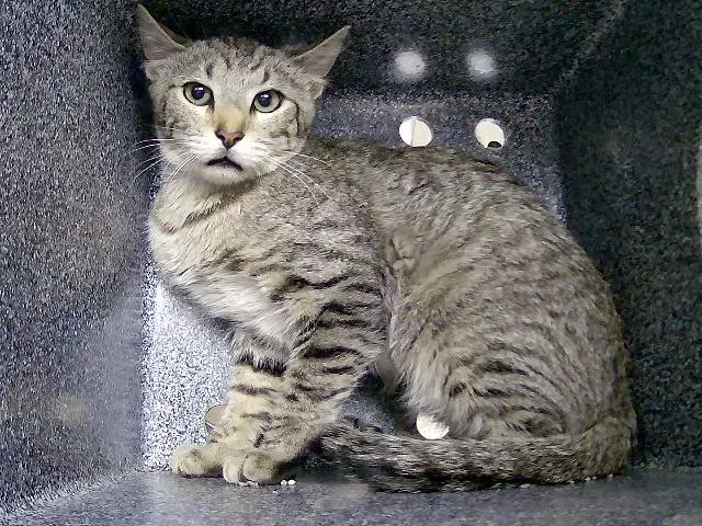 Adoptable Cat