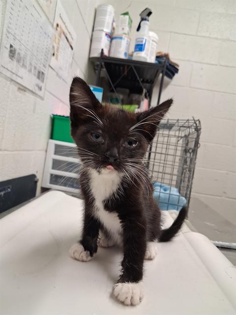 Adoptable Cat