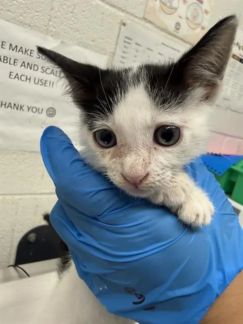Adoptable Cat