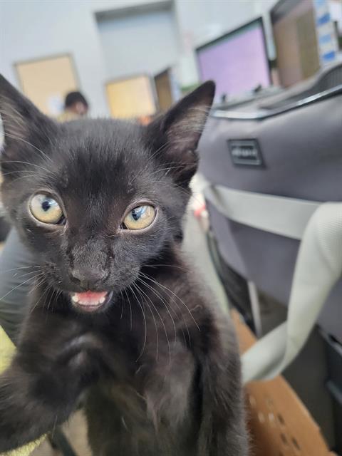 Salem