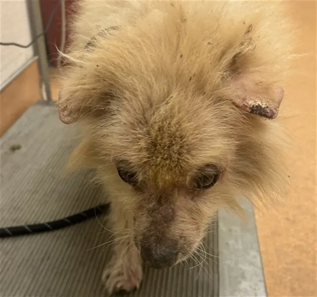 Adoptable Dog