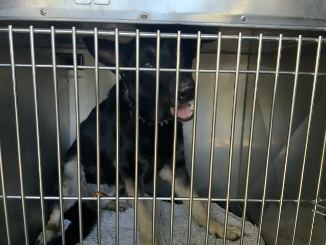 Adoptable Dog