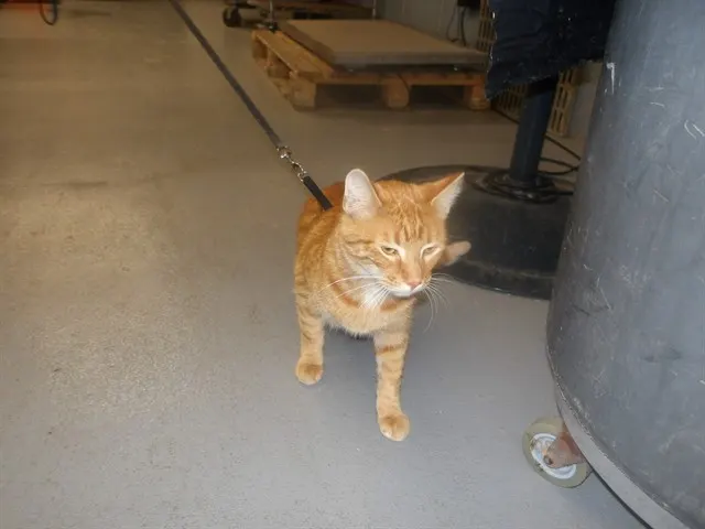Adoptable Cat