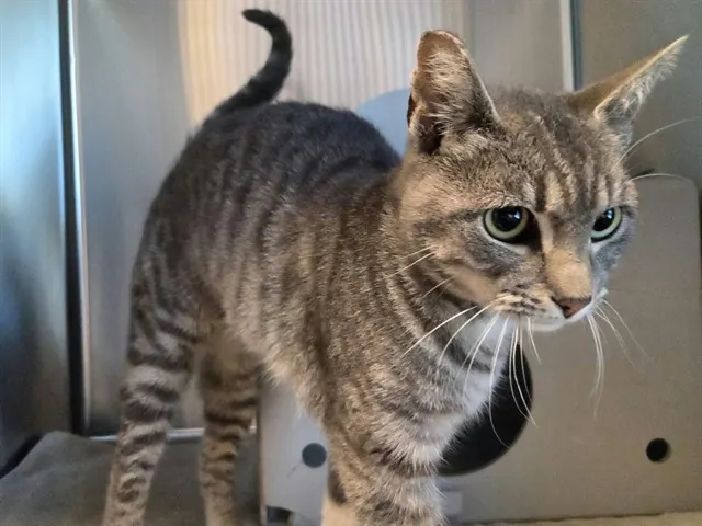 Adoptable Cat