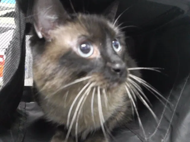 Ozzy