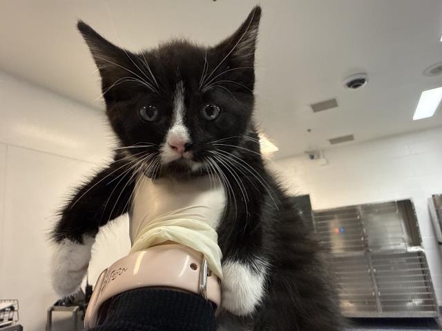 Adoptable Cat