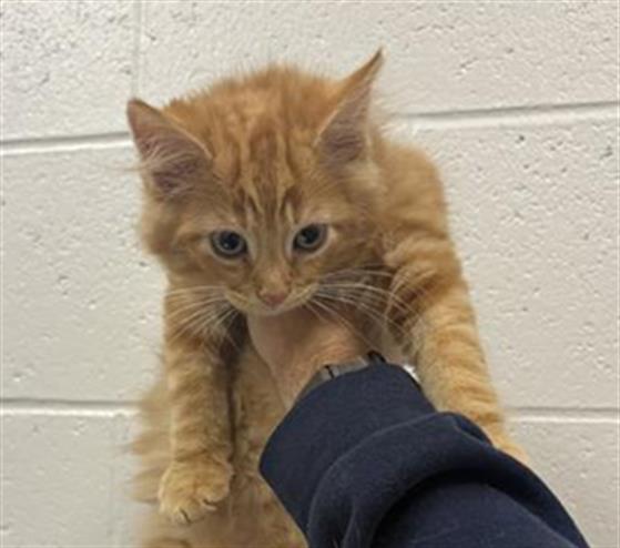 Cheeto