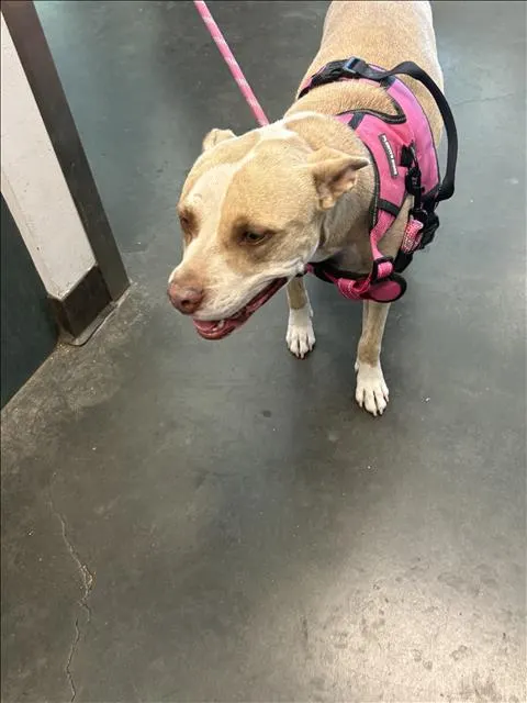 Precious