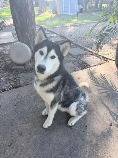 Adoptable Dog