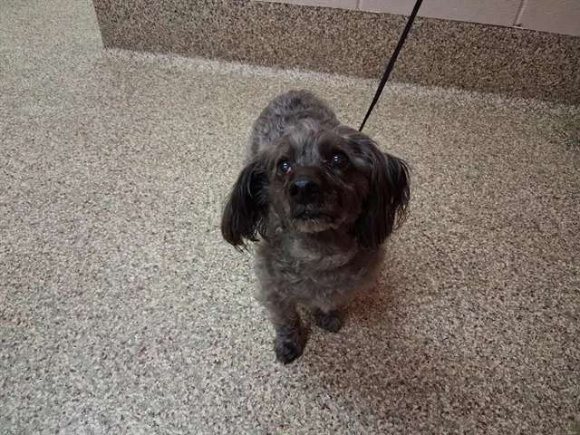 Toby