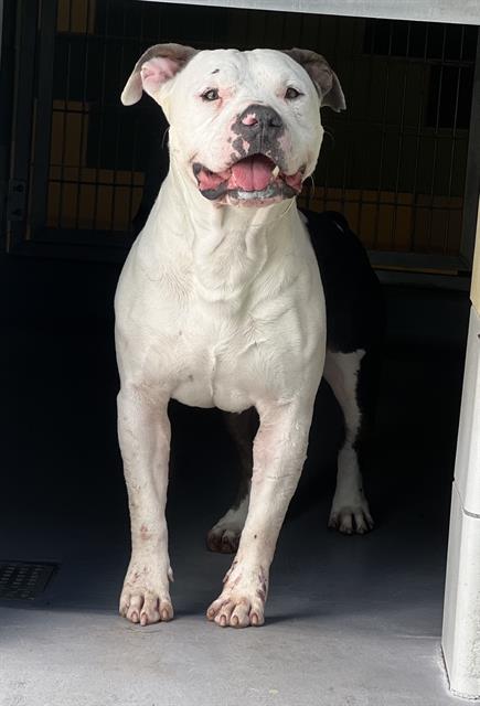 Asher