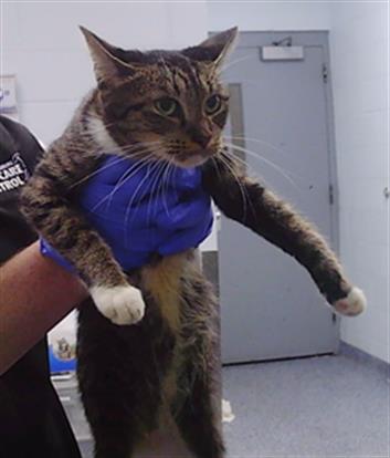 Adoptable Cat
