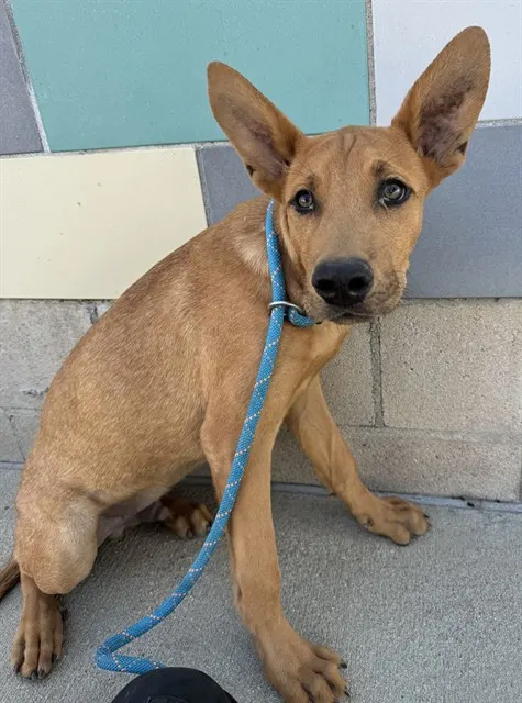 Scooby