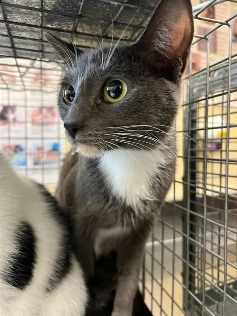 Athena