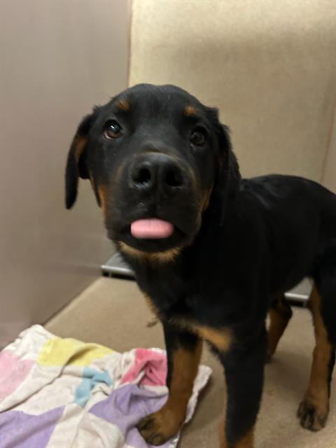 Adoptable Dog