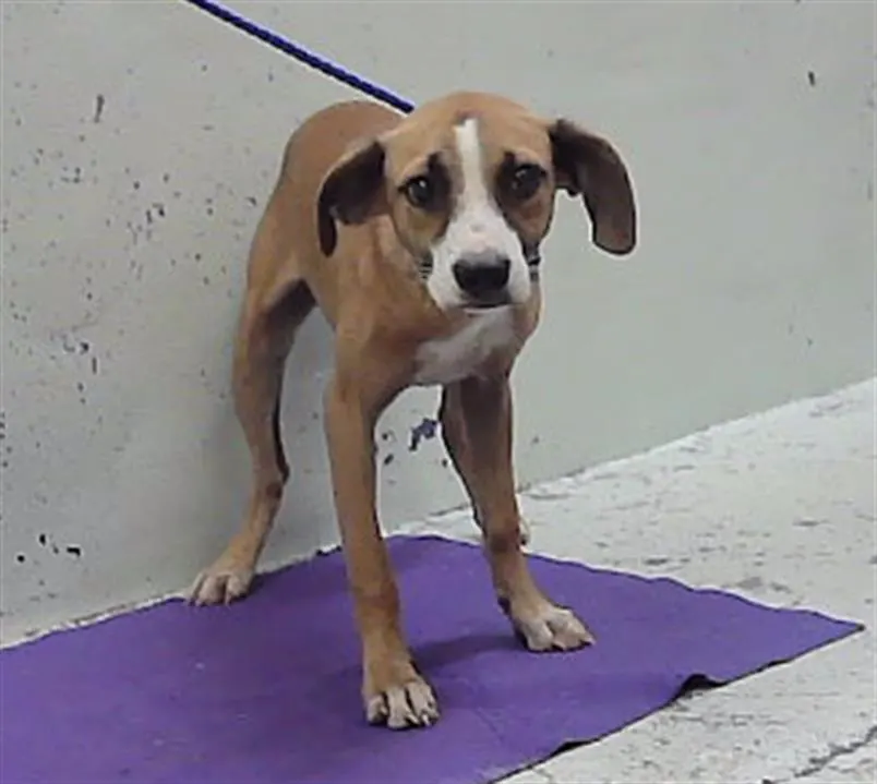 Adoptable Dog