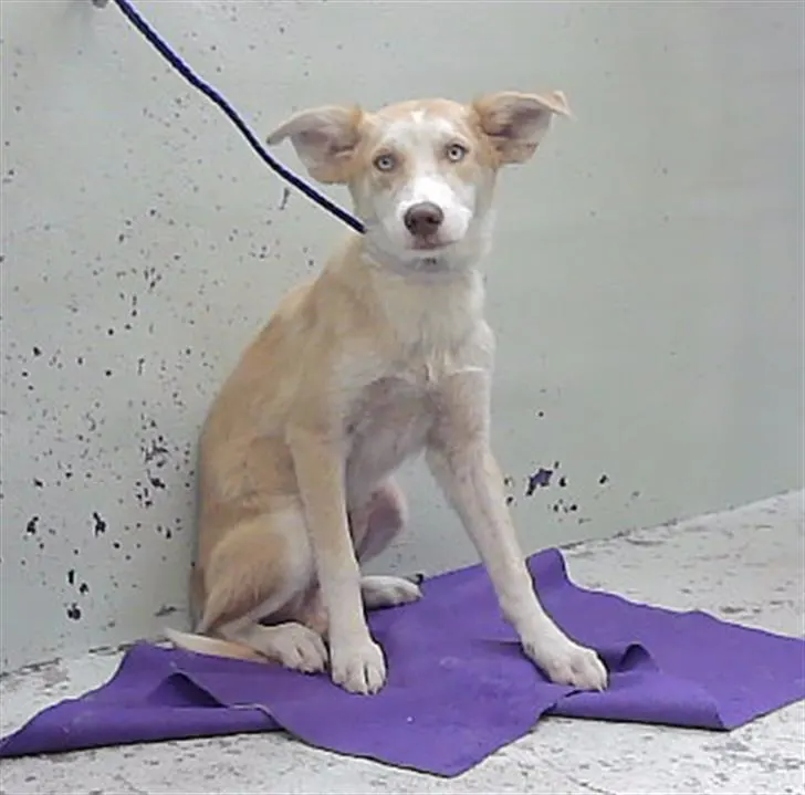 Adoptable Dog