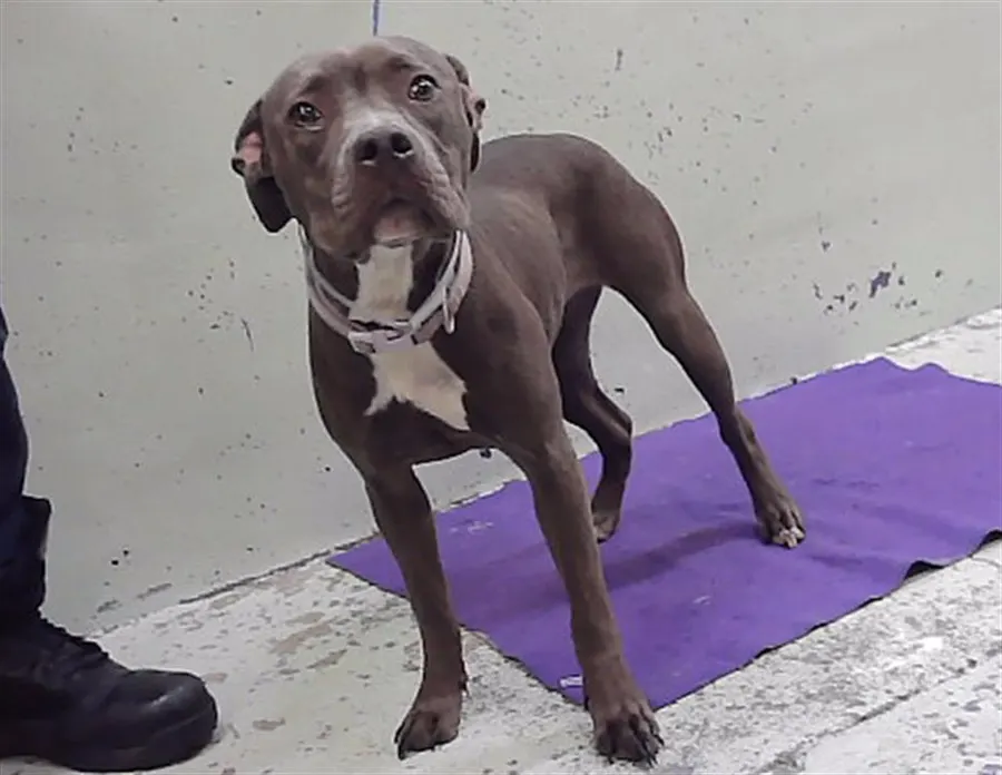 Adoptable Dog