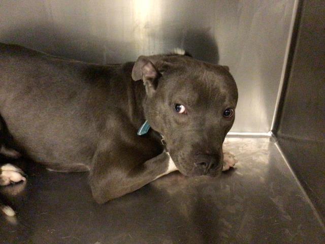 Adoptable Dog