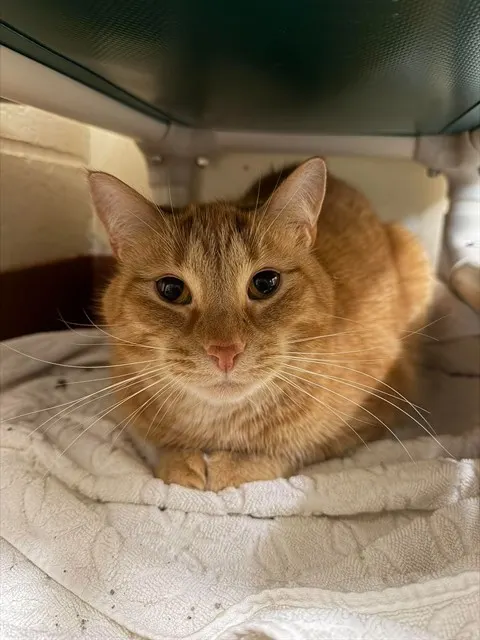 Arlo