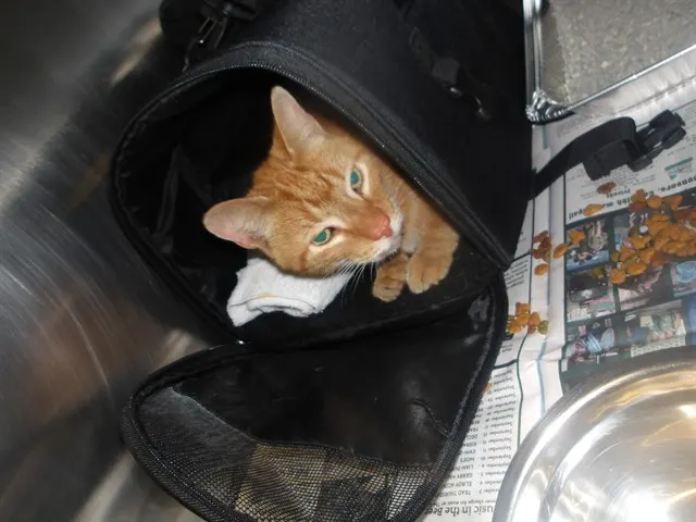 Adoptable Cat