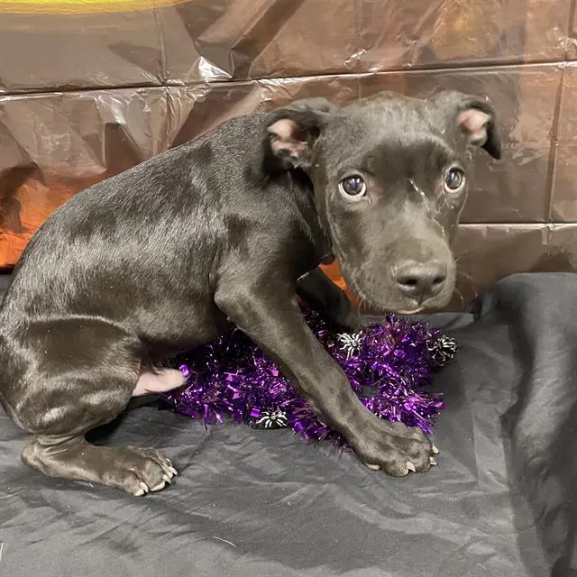 Adoptable Dog