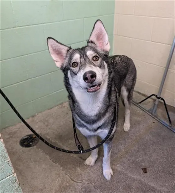 Adoptable Dog