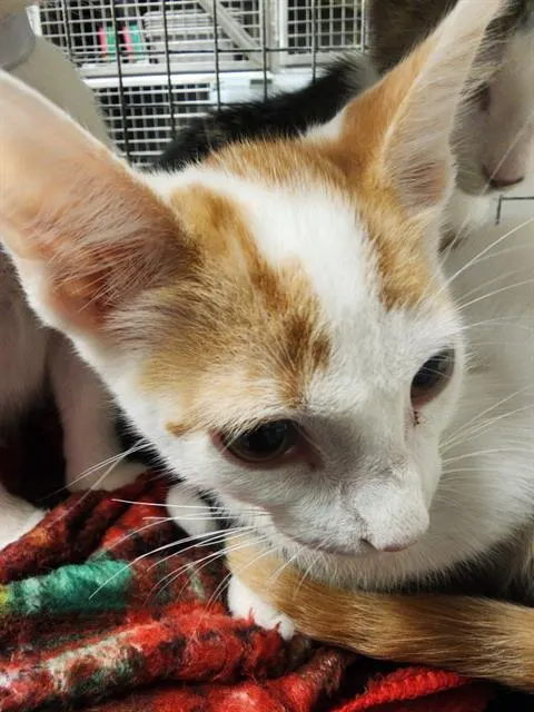Adoptable Cat