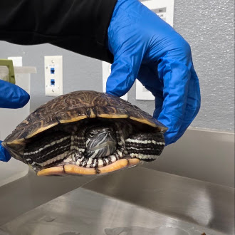*Shelldon