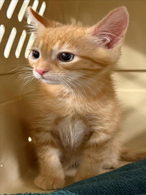 Adoptable Cat