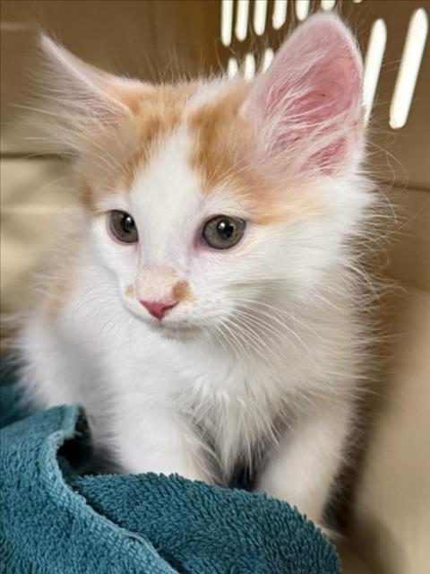 Adoptable Cat