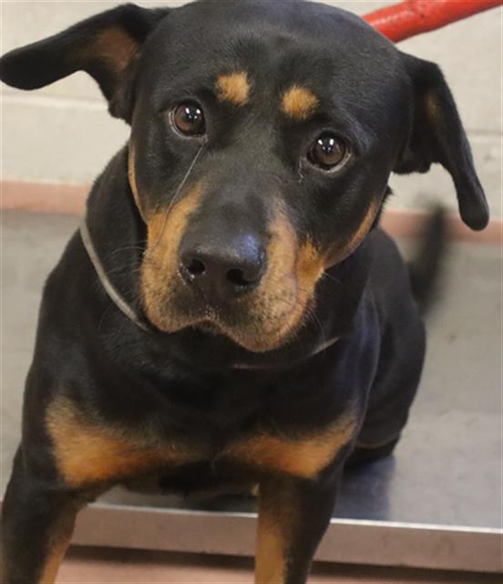 Brutus