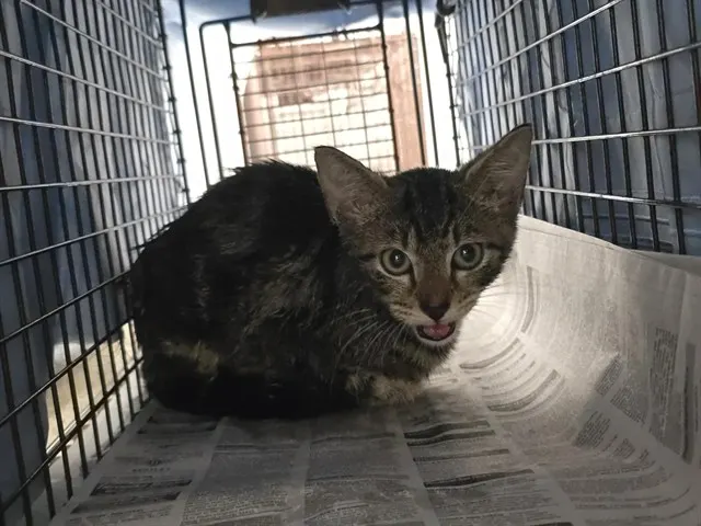 Adoptable Cat