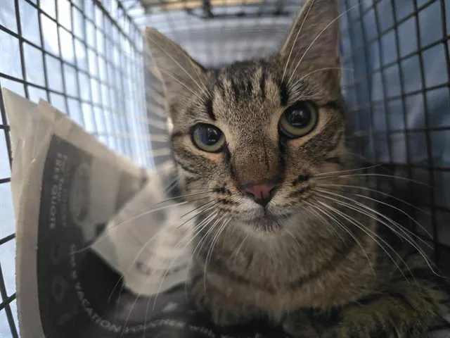 Adoptable Cat