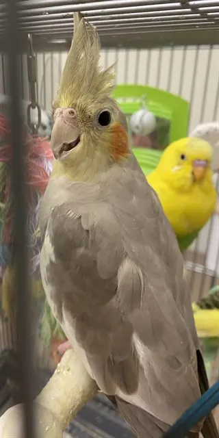 Chester