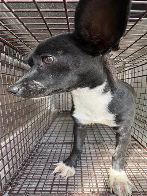 Adoptable Dog