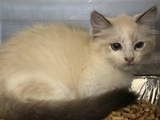 Shelter Staff Named Me *Snape