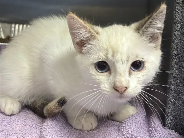Shelter Staff Named Me *Minerva