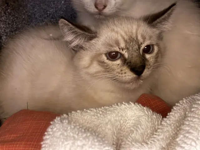 Shelter Staff Named Me *Ginny