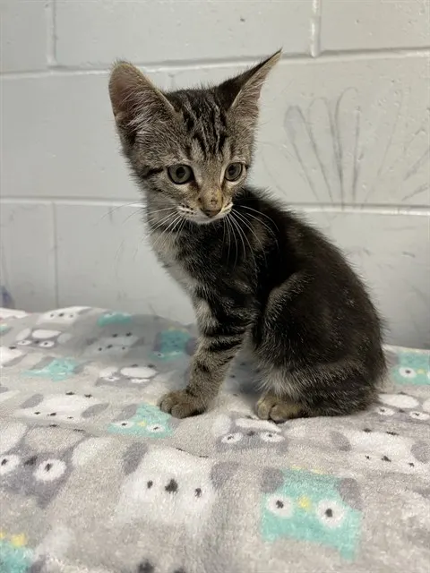 Tom