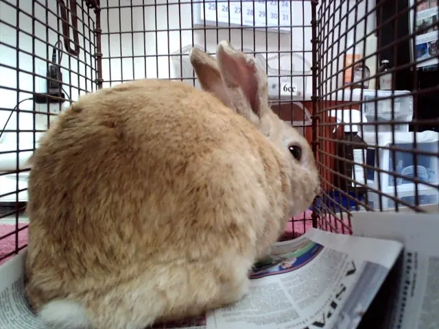Cotton Tail