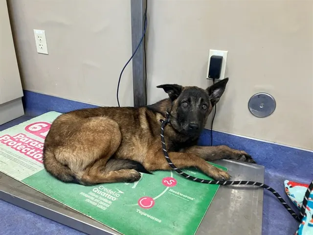 Adoptable Dog